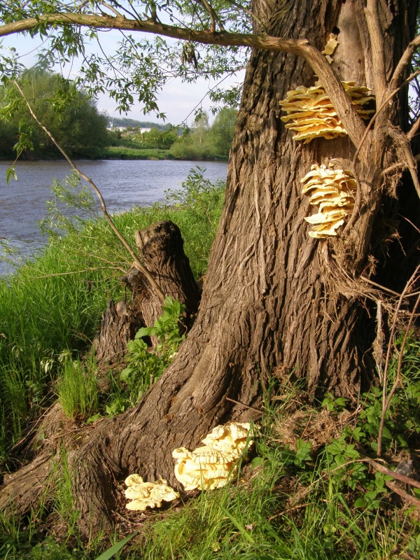 Sírovec žlutooranžový (Laetiporus sulfureus (Bull.)