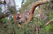 Koala. Austrálie.