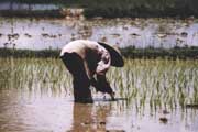 Práce v rýžovém poli. Laos.