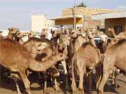 Velbloudí trh blízko Káhiry. Egypt.