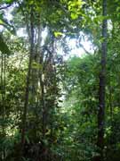 Deštný prales. Hacienda Baru. Kostarika.
