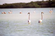 Rov plameci (Phoenicopterus ruber), Celestun. Mexiko.