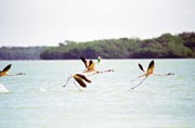 Rov plameci (Phoenicopterus ruber), Celestun. Mexiko.