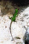 Iguana. Mexiko.