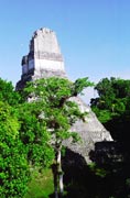 Tikal. Guatemala.