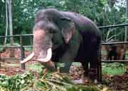 Sloní útulek v Mahaweli nedaleko Kendy. Srí Lanka.