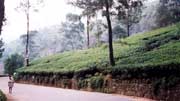 Čajové plantáže v Nuwara Elyia. Srí Lanka.