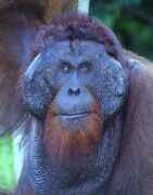 Kusasi - král orangutanů v národním parku Tanjung Puting. Kalimantan, Indonésie.
