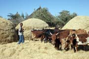 Mlácení obilí, jižně od Addis Abbeby. Jih,  Etiopie.