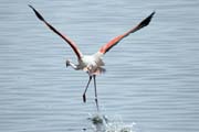 Plamek rov (Phoenicopterus ruber), jezero Shala. Jih, Etiopie.