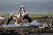 Pelykán africký (Pelecanus rufescens), Arba Minch. Jih, Etiopie.