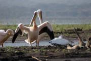 Pelykn africk (Pelecanus rufescens), Arba Minch. Jih, Etiopie.