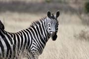 Zebra, Národní park Nechisar. Jih,  Etiopie.