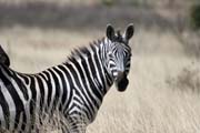 Zebra, Nrodn park Nechisar. Jih, Etiopie.