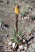 Kvtina red-hot poker. Nrodn park Bale Mountain. Etiopie.