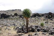 Kvtina lobelia velk. Nrodn park Bale Mountain. Jih,  Etiopie.