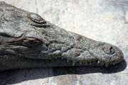 Krokodýl, Arba Minch. Jih,  Etiopie.
