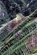 Políčka sladkých brambor jsou i v těch nejstrmějších svazích. Jižní část Baliemského údolí. Papua,  Indonésie.