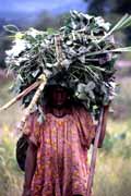 Žena vracejíci se z pole. Papua, Indonésie.