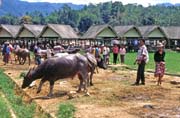 Prodej buvolů na velkém týdenním trhu ve městě Rantepao, oblast Tana Toraja. Sulawesi, Indonésie.