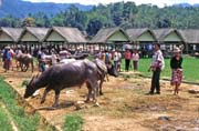 Prodej buvol na velkm tdennm trhu ve mst Rantepao, oblast Tana Toraja. Indonsie.