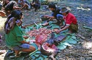 Na pohřební slavnosti. Příprava jídla na jednu z mnoha hostin. Oblast Tana Toraja. Sulawesi,  Indonésie.