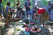 Na pohřební slavnosti. Příprava jídla na jednu z mnoha hostin. Oblast Tana Toraja. Sulawesi, Indonésie.