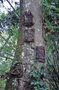 Dtsk hroby. Pokud zeme dt, kter jet nem vyrostl zuby, je pohbeno do hrobu vysekanm v kmeni stromu. Oblast Tana Toraja Sulawesi,  Indonsie.
