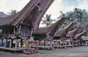 Tradiční domy tongkonan, oblast Tana Toraja. Sulawesi, Indonésie.