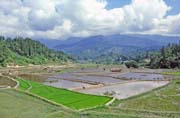 Rýžoviště, údolí Mamasa, oblast Tana Toraja. Sulawesi,  Indonésie.