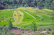 Rovit podl cesty z mstka Mamasa do Rantepao. Oblast Tana Toraja. Sulawesi,  Indonsie.