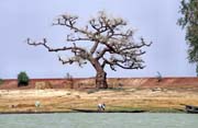 Baobab na b�ehu �eky Niger. Mali.