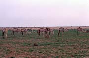 Stádo velbloudů. Poušť Sahara. Mali.