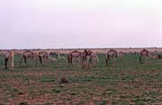 Stdo velbloud. Pou Sahara. Mali.