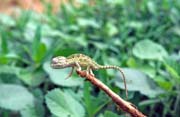 Chameleon. Mali.