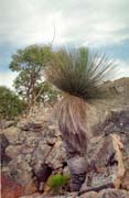 Nrodn park Flinders Ranges. Austrlie.