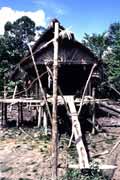 Tradicní mentawajské obydlí. Ostrov Siberut. Indonésie.