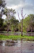 eka Yellow Water. Nrodn park Kakadu. Austrlie.