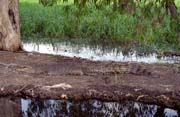 Krokodl saltwater na ece Yellow Water. Nrodn park Kakadu. Austrlie.
