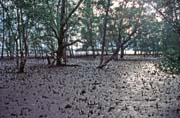 Mangrovnky. Nrodn park Bako. Sarawak,  Malajsie.