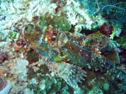 Scorpion Fish. Potápění u ostrova Bunaken, lokalita Siladan I. Sulawesi,  Indonésie.