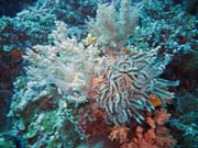 Potápění u ostrova Bunaken, lokalita Siladan I. Sulawesi, Indonésie.