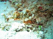 Crocodile Fish.  Potpn u ostrova Bunaken, lokalita Siladan I. Sulawesi,  Indonsie.