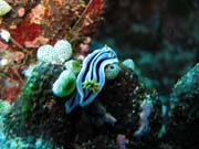 Chromodoris boucheti nudibranch.  Potpn u ostrova Bunaken, lokalita Siladan I. Sulawesi,  Indonsie.