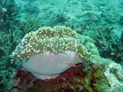 Anemone. Potpn u ostrova Bunaken, lokalita Molas Wreck. Sulawesi, Indonsie.