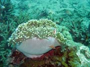 Anemone. Potápění u ostrova Bunaken, lokalita Molas Wreck. Sulawesi, Indonésie.