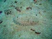 Potápění u ostrova Bunaken, lokalita Molas Wreck. Sulawesi, Indonésie.