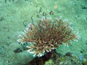 Potpn u ostrova Bunaken, lokalita Molas Wreck. Sulawesi,  Indonsie.