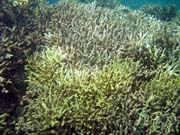 Potpn u ostrova Bunaken, lokalita Molas Wreck. Sulawesi,  Indonsie.