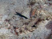 Ribbon Eel. Potápění u ostrova Bunaken, lokalita Molas Wreck. Sulawesi, Indonésie.